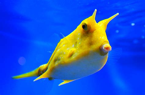 Longhorn Cowfish .